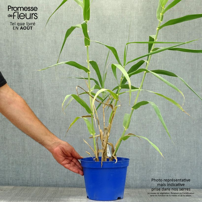 Esemplare di Arundo donax - Canna comune Vaso da 3L/4L consegnato in estate