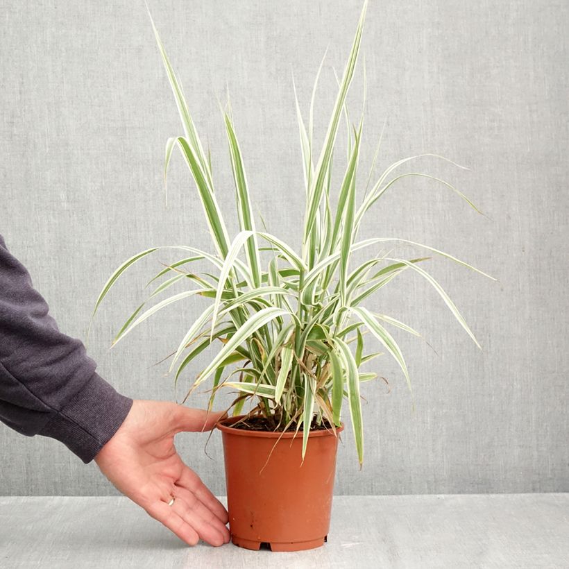 Esemplare di Arundo donax Ely - Canna comune Vaso da 1L/1,5L come consegnato in autunno