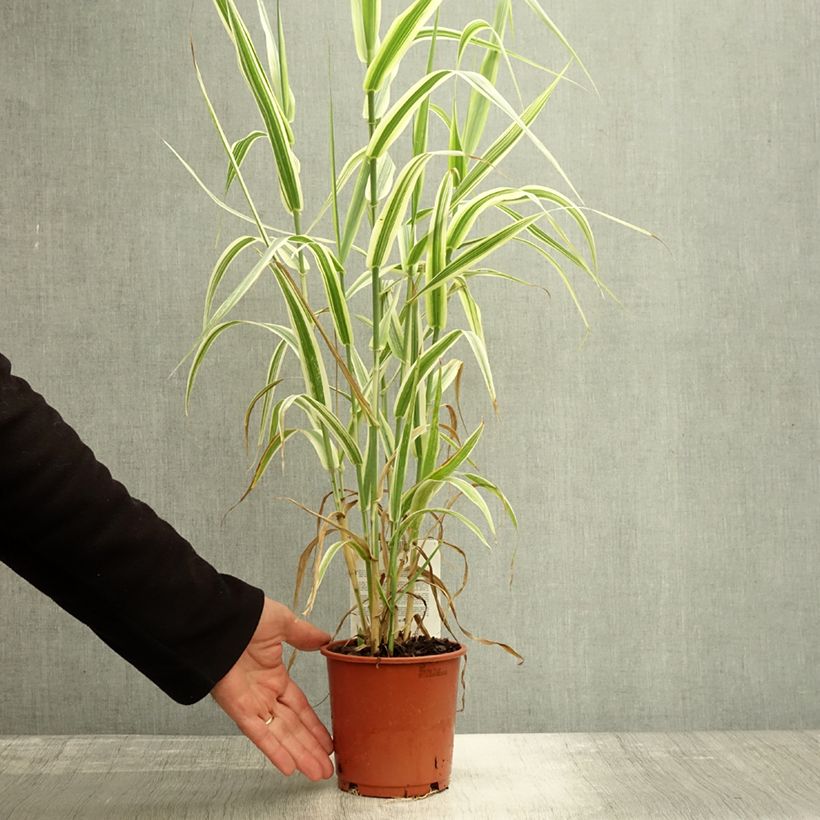 Esemplare di Arundo donax Versicolor - Canna comune Vaso da 1L/1,5L come consegnato in autunno