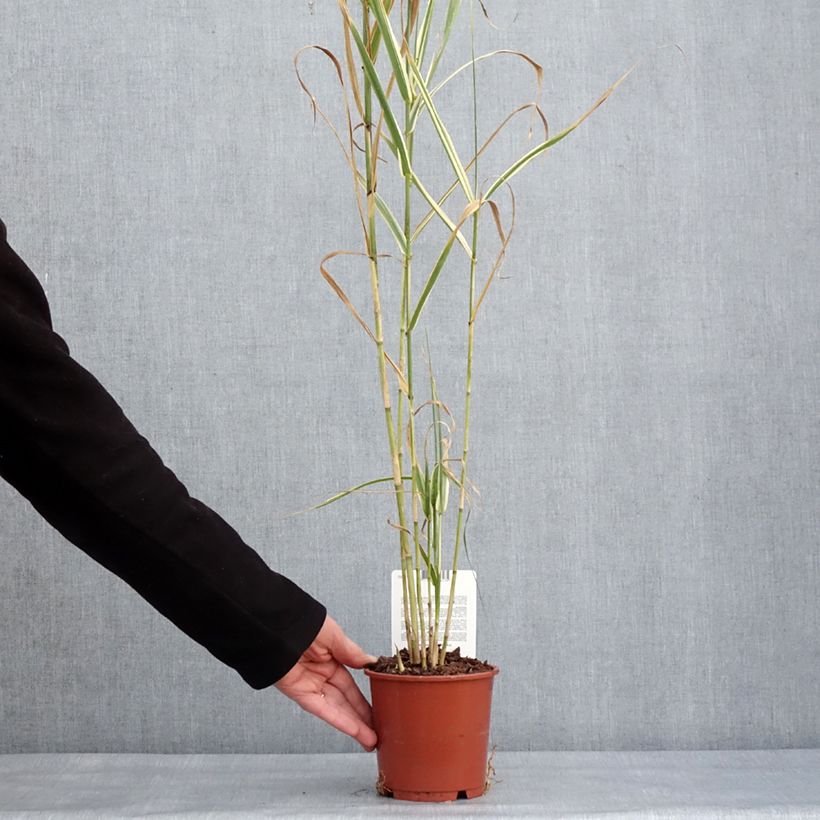 Arundo donax Versicolor - Canna comune Vaso da 1L/1,5L esemplare consegnato in inverno