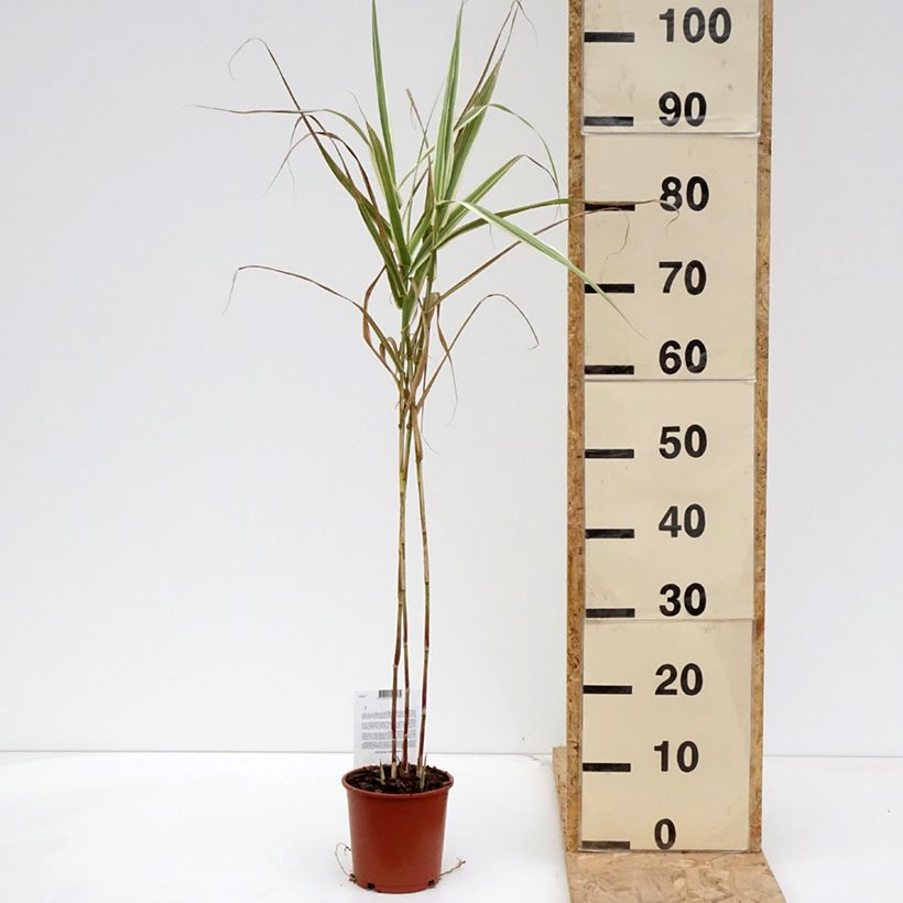 Arundo donax Versicolor - Canna comune Vaso da 1L/1,5L esemplare consegnato in primavera