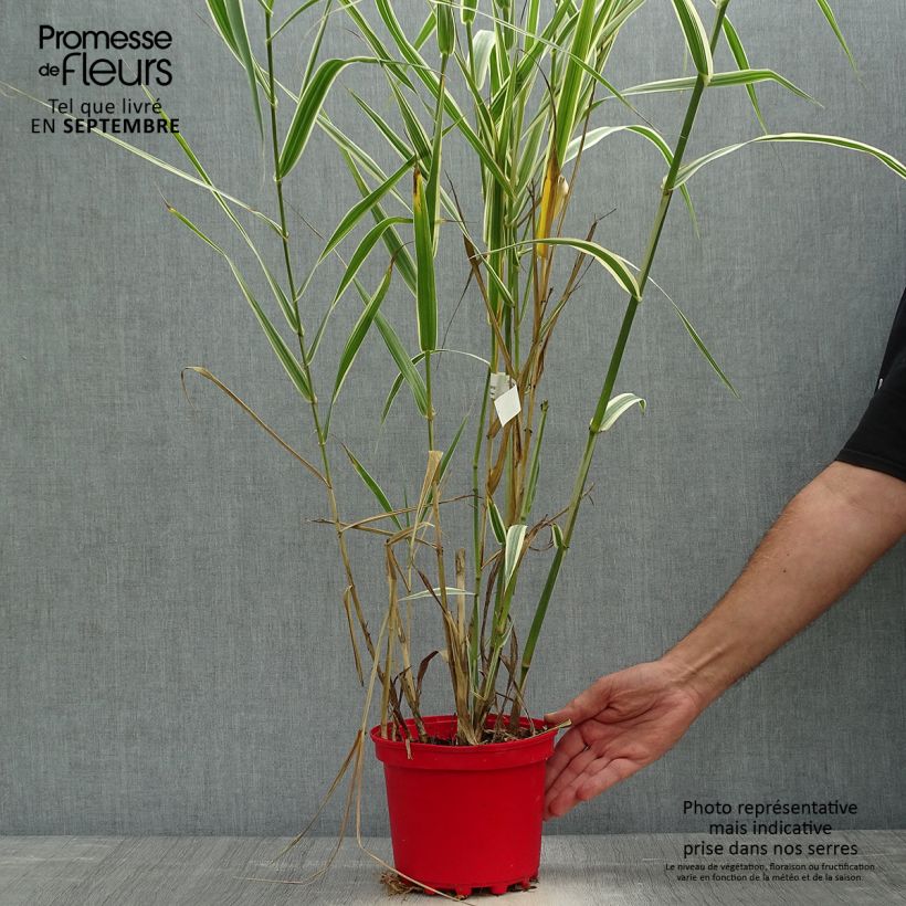 Esemplare di Arundo donax Versicolor - Canna comune Vaso da 3L/4L come consegnato in autunno