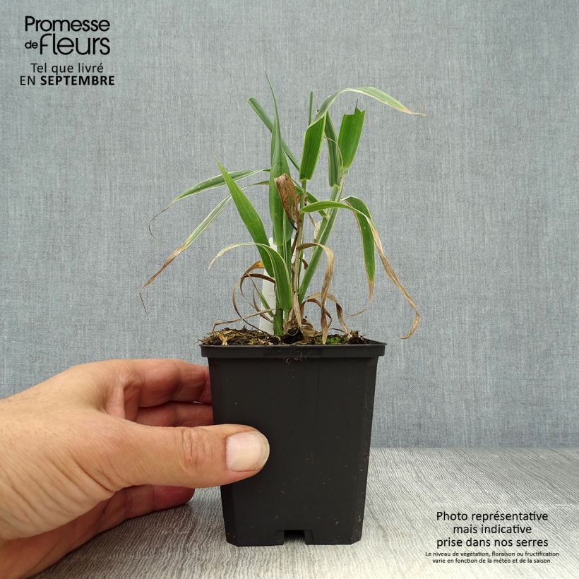 Esemplare di Arundo donax Versicolor - Canna comune Vasetto da 8/9 cm come consegnato in autunno