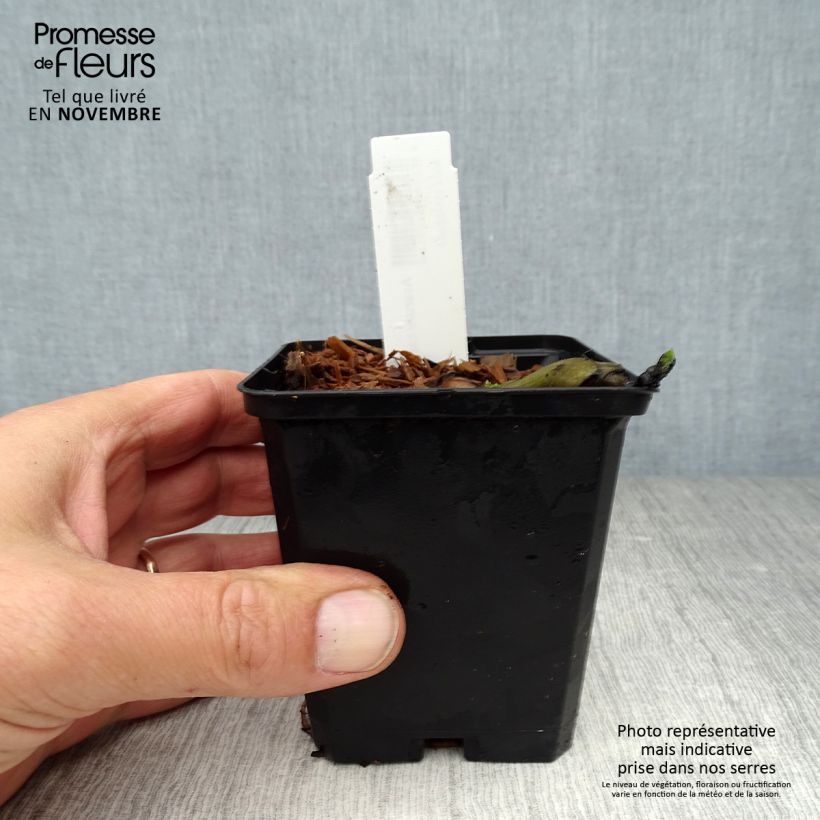 Esemplare di Asarum canadense - Asaro del Canadà Vasetto da 8/9 cm come consegnato in autunno