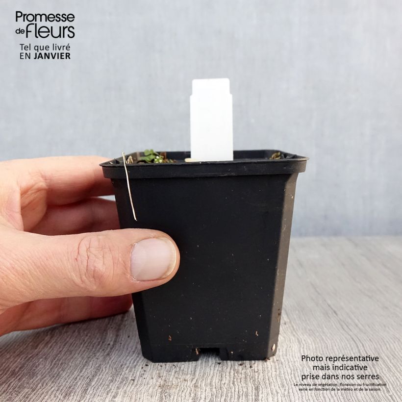 Asarum canadense - Asaro del Canadà Vasetto da 8/9 cm esemplare consegnato in inverno