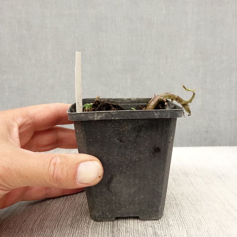 Esemplare di Asarum caudatum - Asaro Vasetto da 8/9 cm come consegnato in autunno