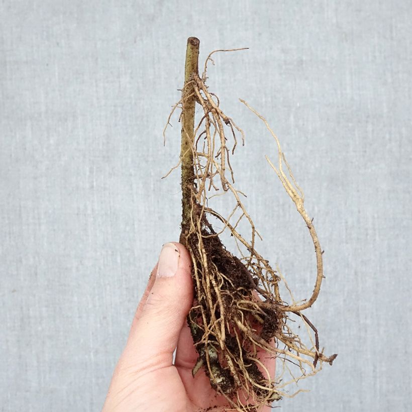 Asarum caudatum - Asaro Piante piccole a radice nuda esemplare consegnato in inverno