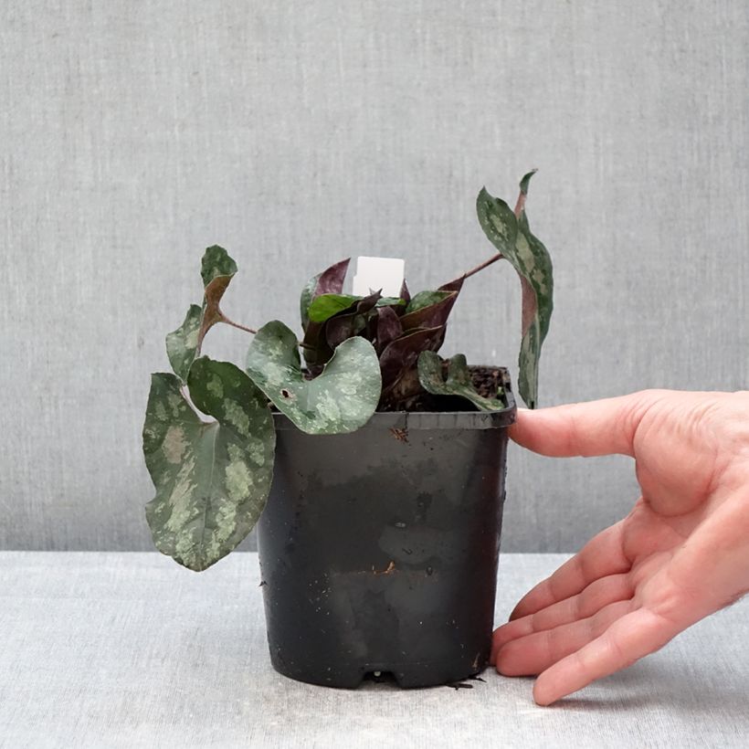 Asarum splendens - Asaro Vaso da 1L/1,5L esemplare consegnato in inverno