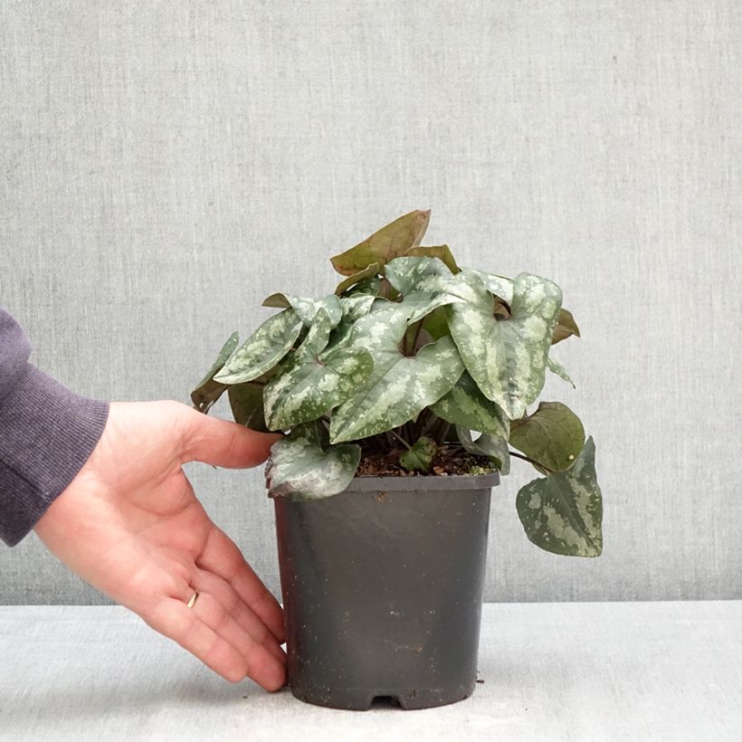 Asarum splendens - Asaro Vaso da 1L/1,5L esemplare consegnato in primavera