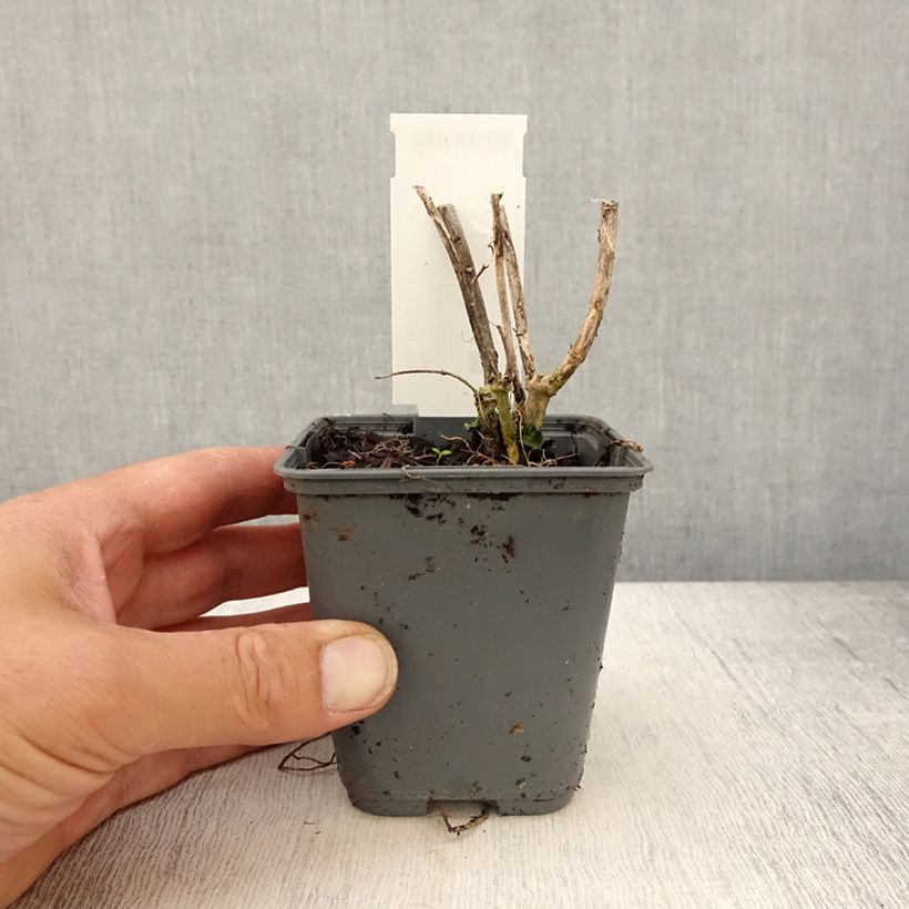 Asclepias curassavica - Asclepiade di Cuaraçao Vasetto da 8/9 cm esemplare consegnato in primavera