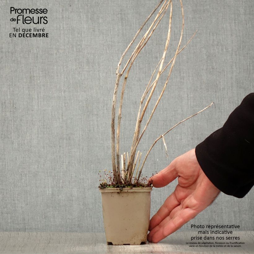 Asclepias speciosa Vasetto da 8/9 cm esemplare consegnato in inverno