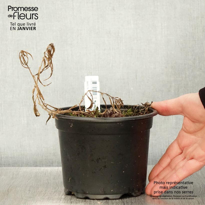 Asclepias tuberosa Vaso da 2L/3L esemplare consegnato in inverno