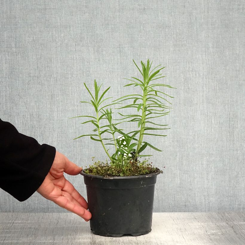 Asclepias tuberosa Vaso da 2L/3L esemplare consegnato in primavera