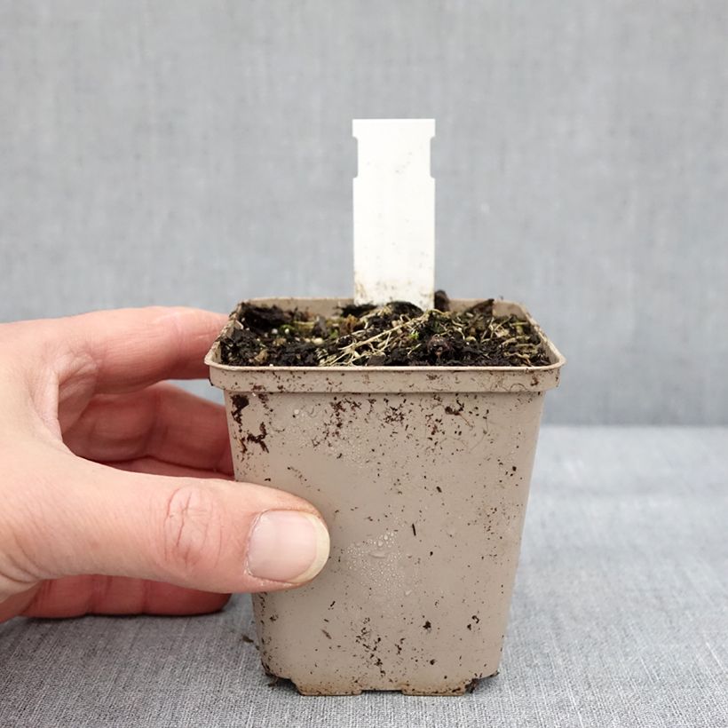 Asclepias tuberosa Jaune - Erba delle farfalle Vasetto da 8/9 cm esemplare consegnato in inverno