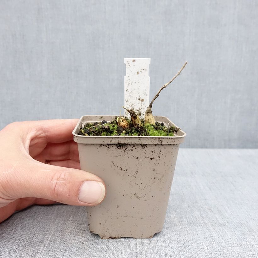 Asclepias tuberosa Jaune - Erba delle farfalle Vasetto da 8/9 cm esemplare consegnato in primavera