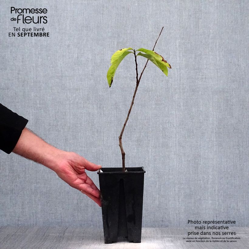 Esemplare di Asimina triloba Prima 1216 - Asimina Vaso da 2L/3L come consegnato in autunno
