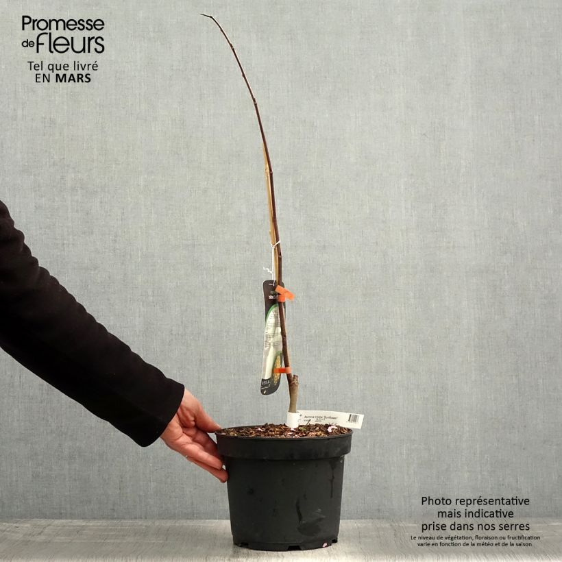 Asimina triloba Sunflower - Asimina Vaso da 4L/5L esemplare consegnato in primavera