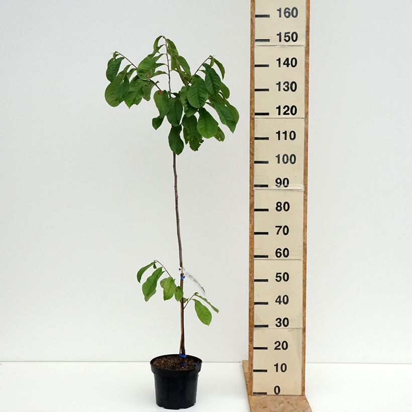 Esemplare di Asimina triloba Allegheny - Asimina Vaso da 3L/4L consegnato in estate