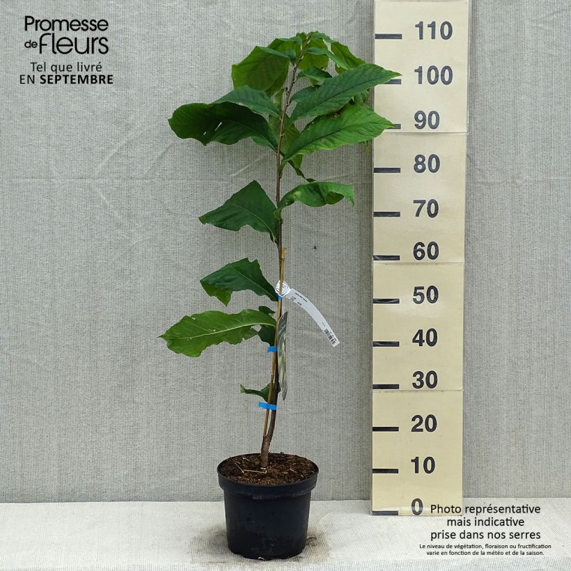 Esemplare di Asimina triloba Overlese - Asimina Vaso da 3L/4L come consegnato in autunno