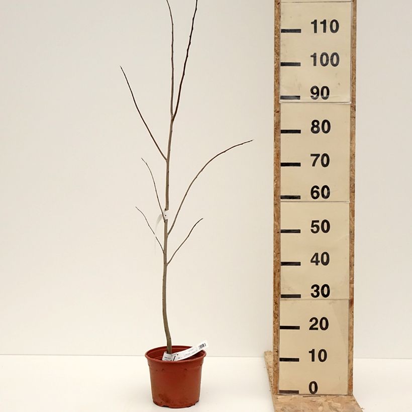 Asimina triloba - Asimina Vaso da 2L/3L esemplare consegnato in inverno