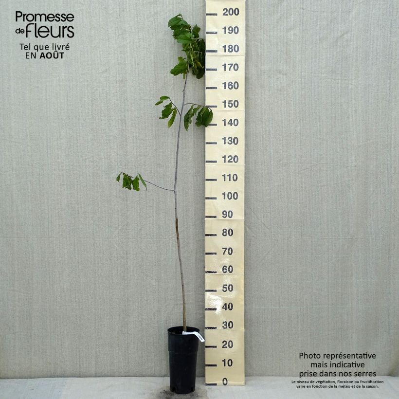 Esemplare di Asimina triloba - Asimina Vaso da 2L/3L consegnato in estate