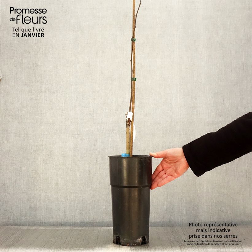 Asimina triloba Susquehanna Peterson Pawpaws - Asimina Vaso da 3L/4L esemplare consegnato in inverno