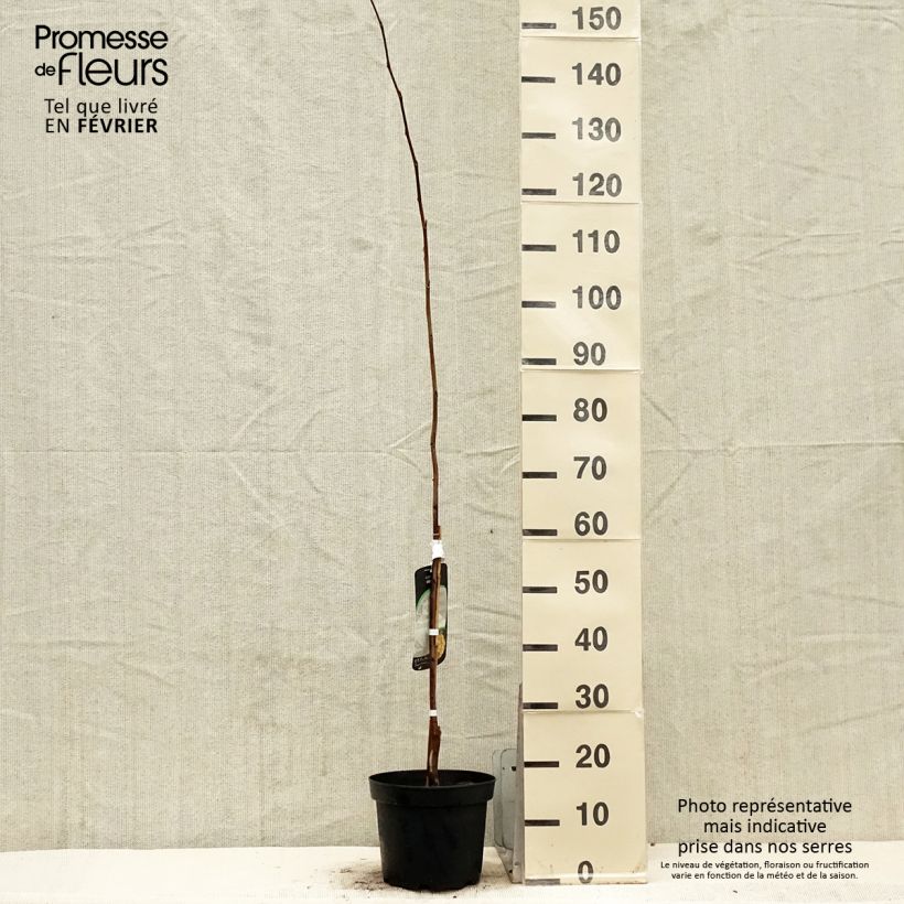 Asimina triloba Wells - Asimina Vaso da 4L/5L esemplare consegnato in inverno