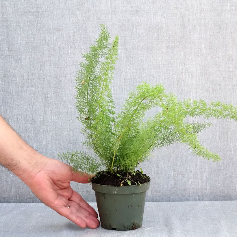 Esemplare di Asparagus densiflorus var. meyeri - Felce a coda di volpe Vasetto da 8/9 cm consegnato in estate