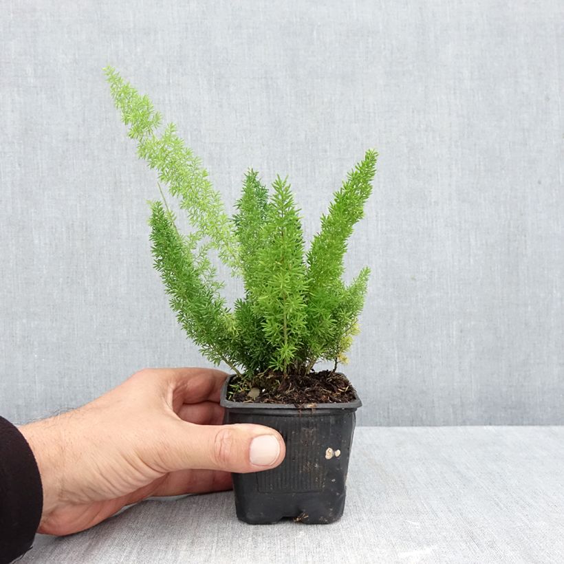 Esemplare di Asparagus densiflorus var. meyeri - Felce a coda di volpe Vasetto da 8/9 cm come consegnato in autunno
