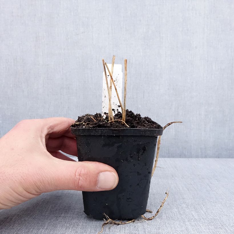 Asparago comune (in vasetto) Vasetto da 8/9 cm esemplare consegnato in inverno