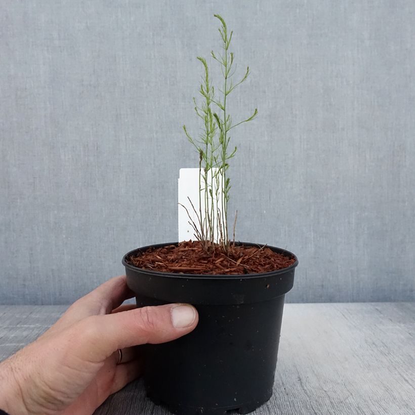 Asparago comune Mary Washington Vaso da 1,5L/2L esemplare consegnato in primavera