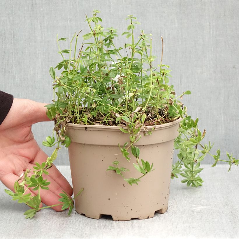 Esemplare di Galium odoratum - Asperula Vaso da 2L/3L come consegnato in autunno