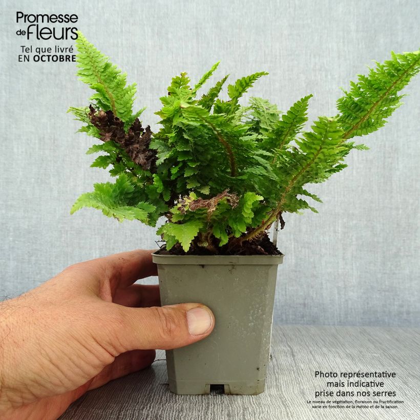 Esemplare di Polystichum setiferum Congestum - Felce setifera Vasetto da 8/9 cm come consegnato in autunno