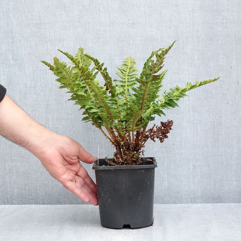 Esemplare di Polystichum setiferum Congestum - Felce setifera Vaso da 2L/3L come consegnato in autunno