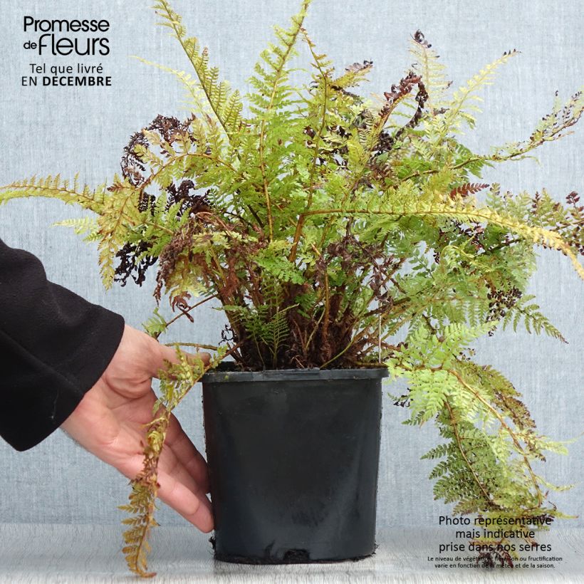 Polystichum setiferum Congestum - Felce setifera Vaso da 2L/3L esemplare consegnato in inverno