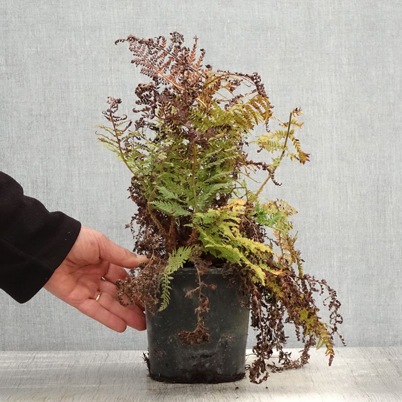 Polystichum setiferum Congestum - Felce setifera Vaso da 2L/3L esemplare consegnato in primavera
