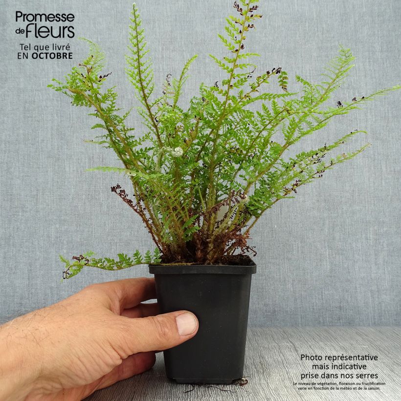 Esemplare di Polystichum setiferum Proliferum Wollastonii - Felce setifera Vasetto da 8/9 cm come consegnato in autunno