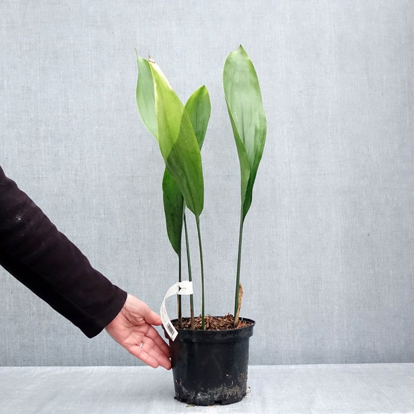 Esemplare di Aspidistra elatior - Pianta di piombo Vaso da 2L/3L come consegnato in autunno