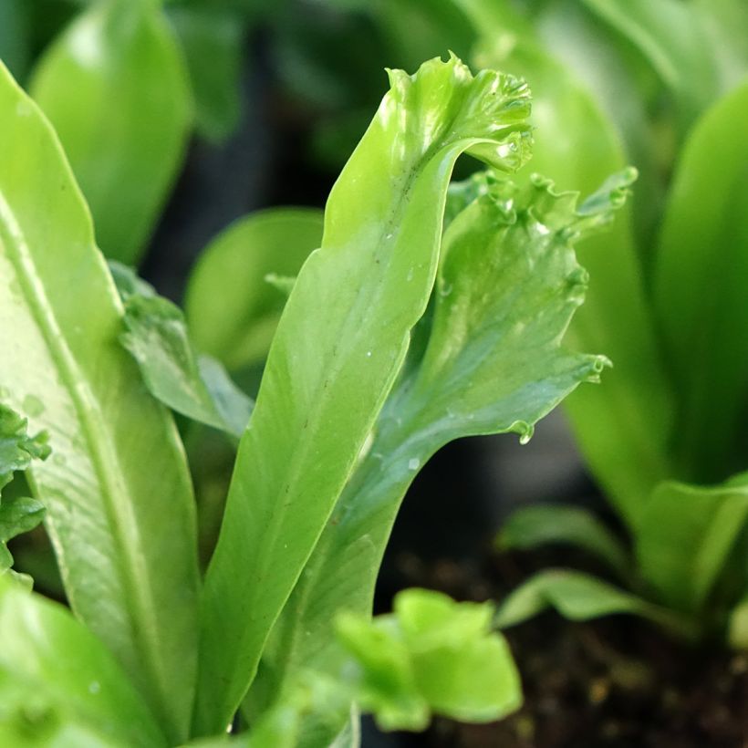 Asplenium antiquum Leslie - Felce (Fogliame)