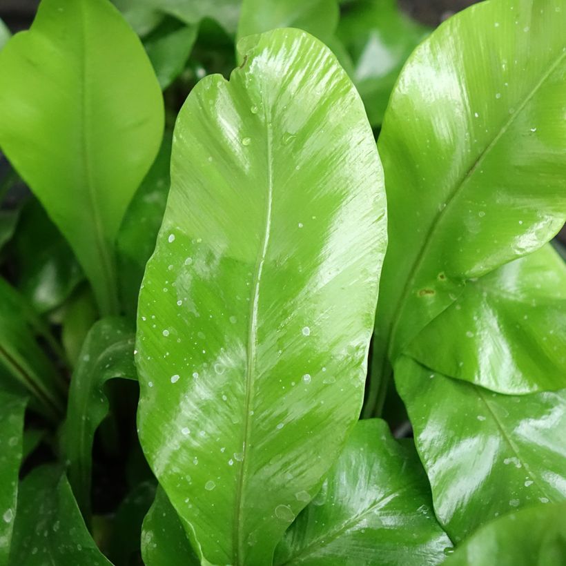 Asplenium nidus - Felce (Fogliame)