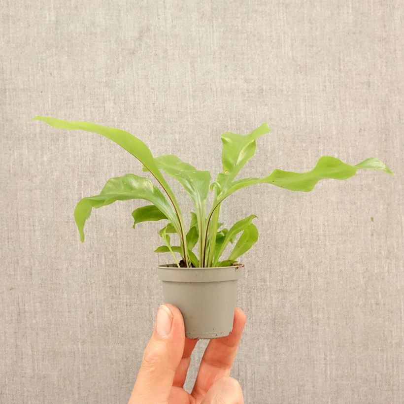 Asplenium nidus - Felce mini-pianta esemplare consegnato in primavera