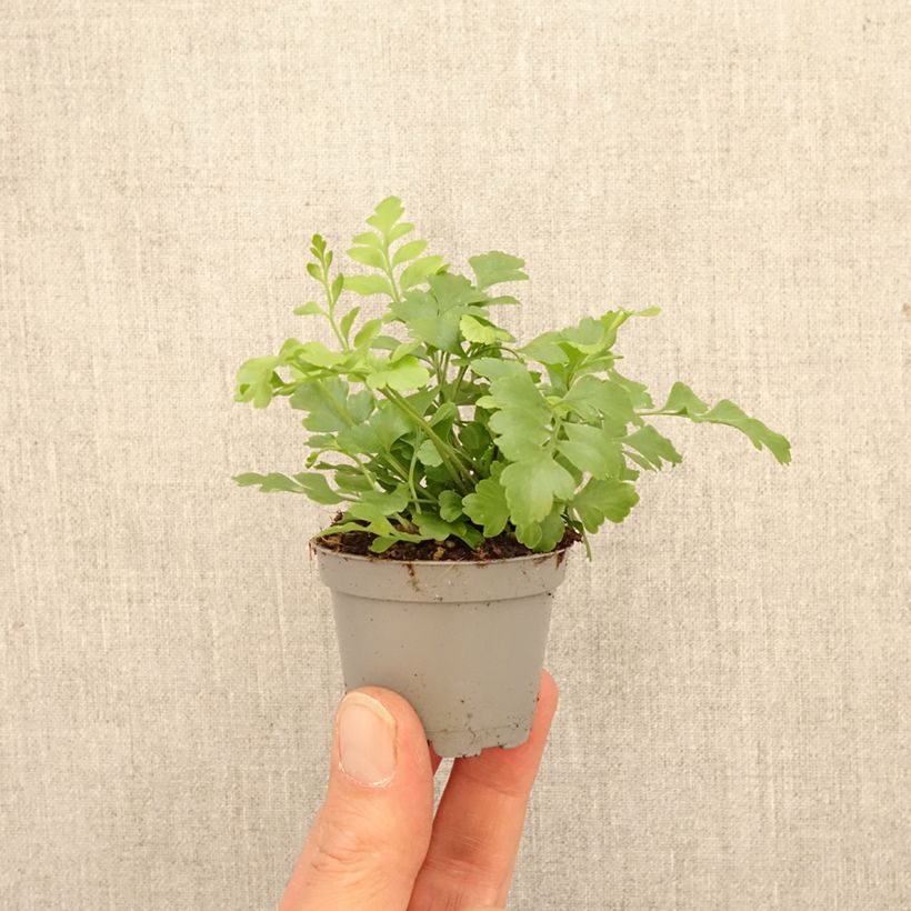 Asplenium Parvati - Felce mini-pianta esemplare consegnato in primavera