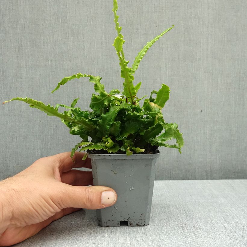 Esemplare di Phyllitis scolopendrium Angustifolia - Asplenio Vasetto da 8/9 cm come consegnato in autunno