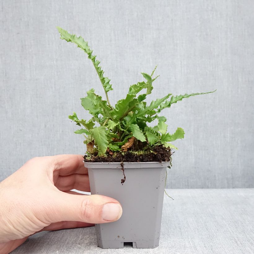 Phyllitis scolopendrium Angustifolia - Asplenio Vasetto da 8/9 cm esemplare consegnato in inverno