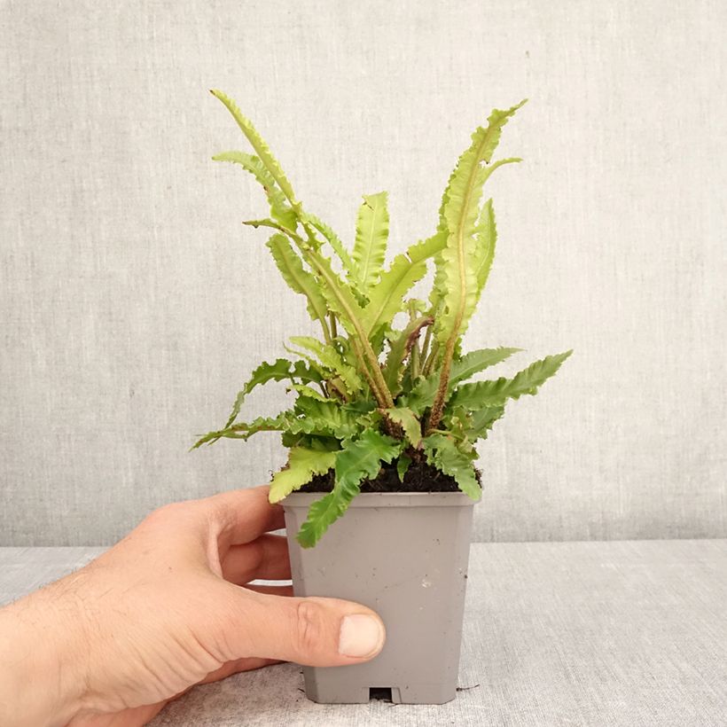 Phyllitis scolopendrium Angustifolia - Asplenio Vasetto da 8/9 cm esemplare consegnato in primavera