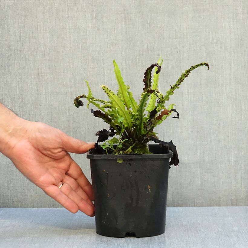 Esemplare di Phyllitis scolopendrium Angustifolia - Asplenio Vaso da 2L/3L come consegnato in autunno