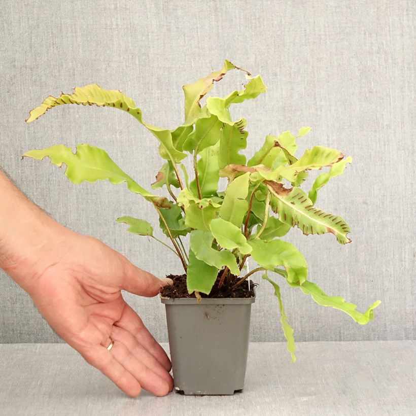 Esemplare di Phyllitis scolopendrium Bolton’s Nobile - Asplenio Vasetto da 8/9 cm come consegnato in autunno