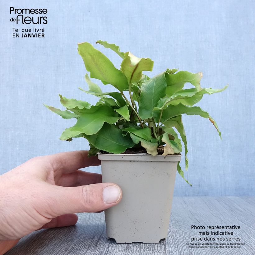 Phyllitis scolopendrium Bolton’s Nobile - Asplenio Vasetto da 8/9 cm esemplare consegnato in inverno