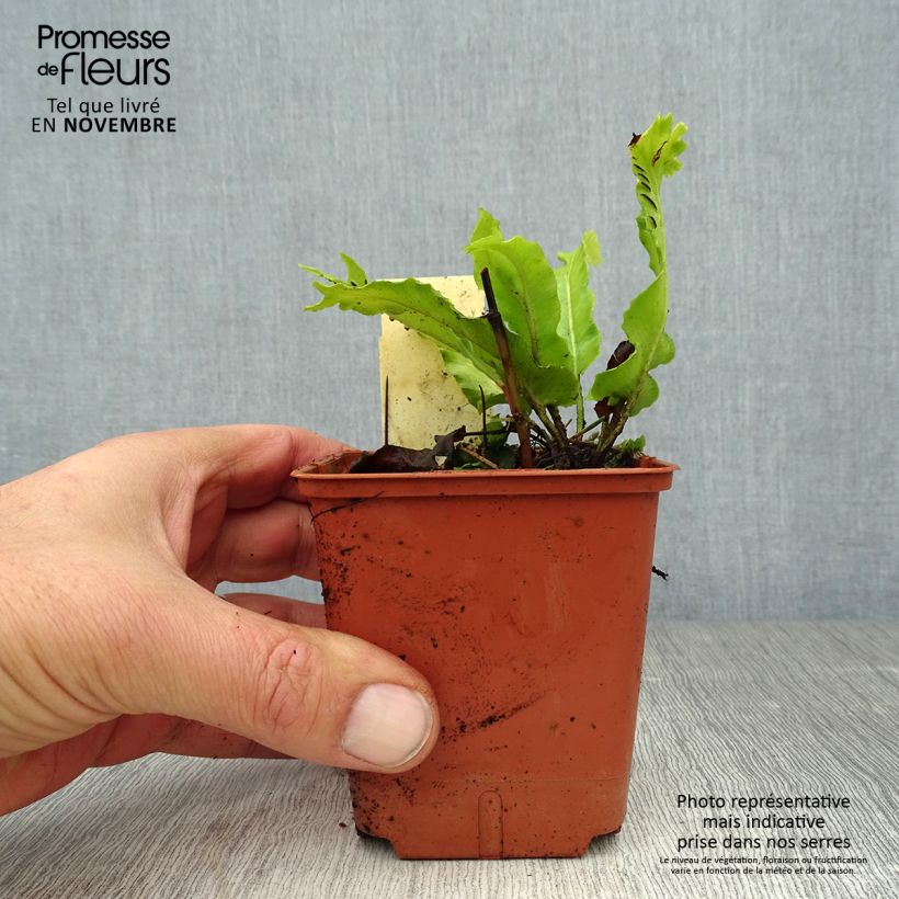 Esemplare di Asplenium scolopendrium Cristatum Group - Lingua di cervo Vasetto da 8/9 cm come consegnato in autunno