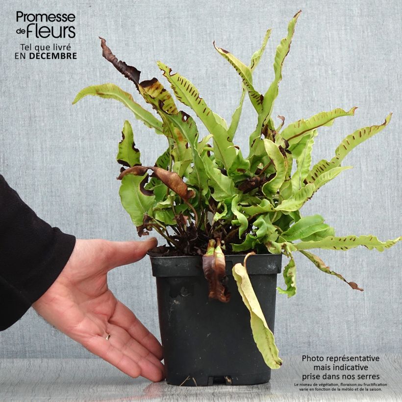 Esemplare di Asplenium scolopendrium Cristatum Group - Lingua di cervo Vaso da 2L/3L come consegnato in autunno